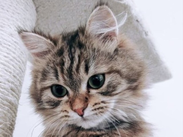 Gato