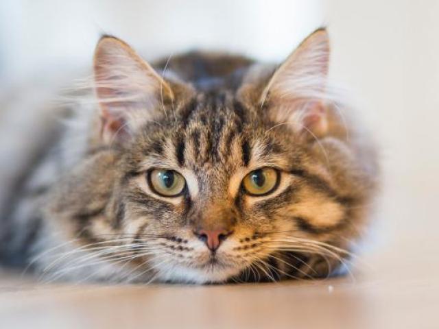 Gato