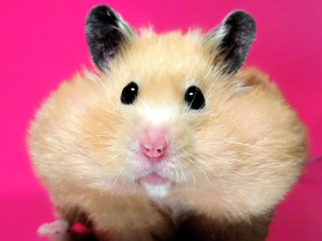 Hamster