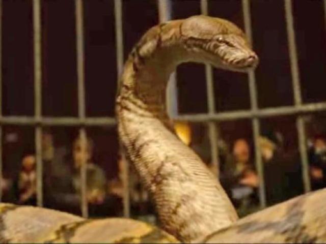 A Cobra Nagini