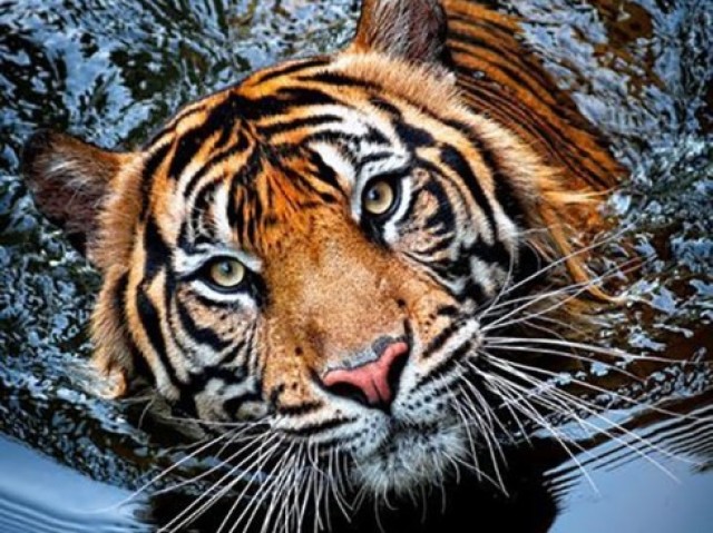 -Tigre
