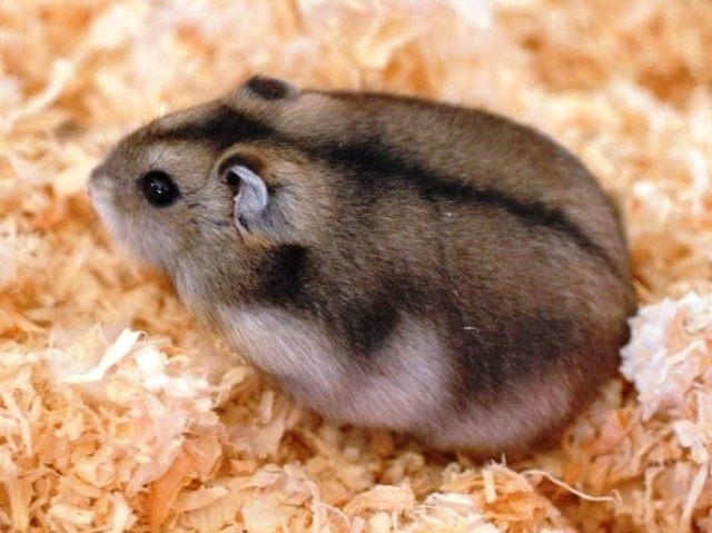 Hamster