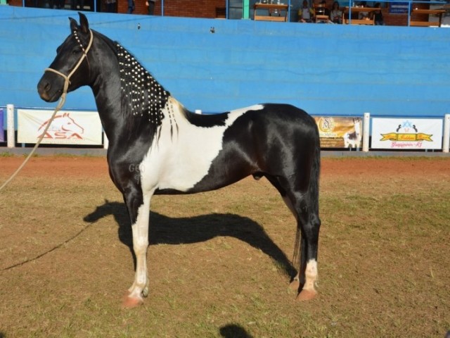 Nenhum dos dois não gosto de cavalo