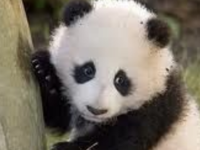 Panda.Super fofooo