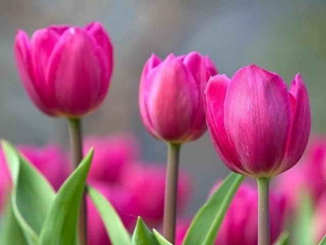 Tulipa