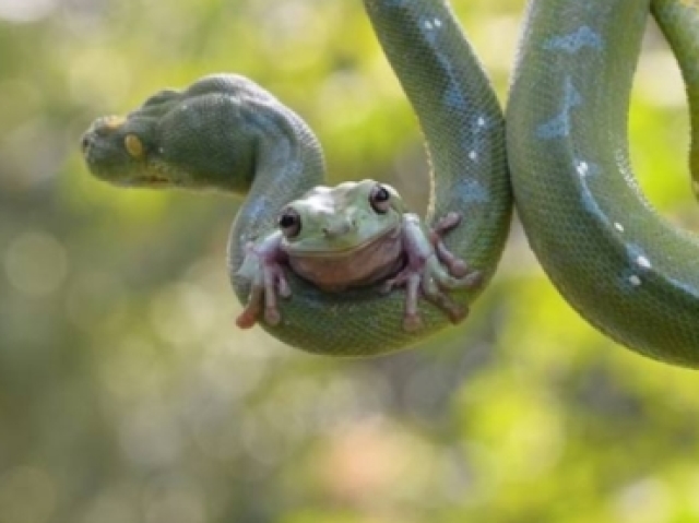 Sapo e Cobra