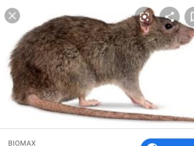 Rato