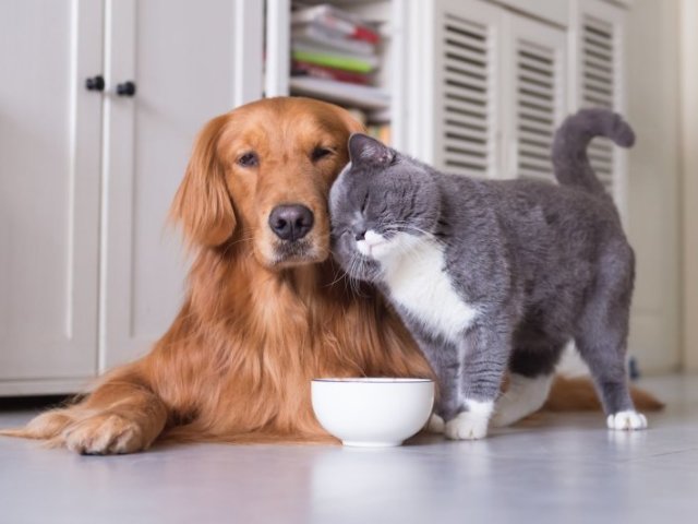 Qual animal de estimação combina com você?