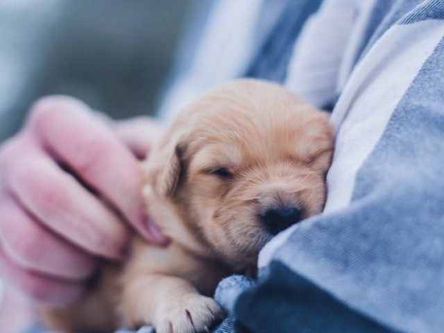 Cachorro