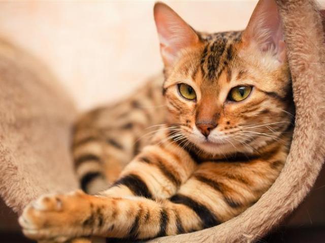 Gato
