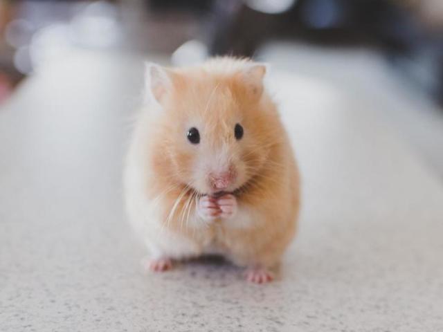 Hamster