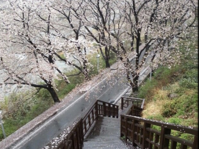 Um belo passeio na Coreia do Sul!