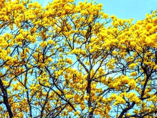 Primavera