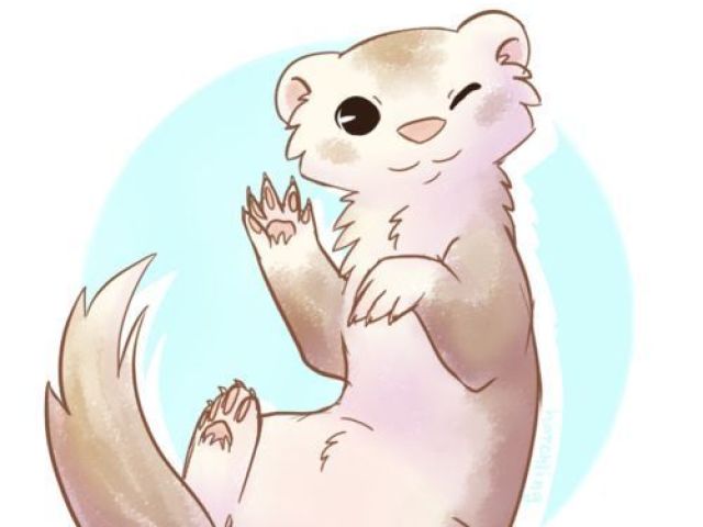 Furão