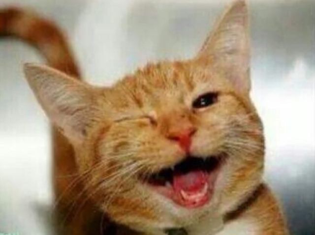 Que gato meme combina com você?