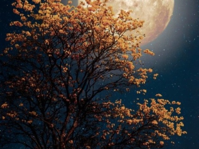 Noite