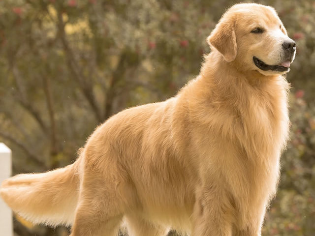 Golden Retriever