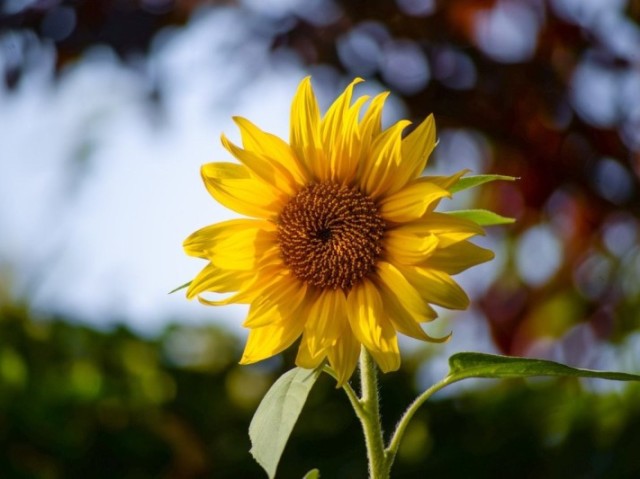 Qual flor mais combina com você?