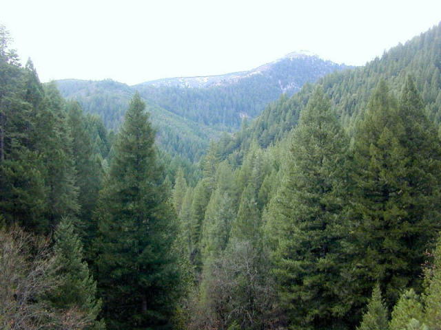 Quanto tempo você sobreviveria na floresta?