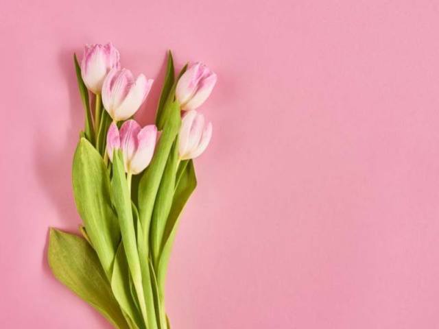 Tulipa