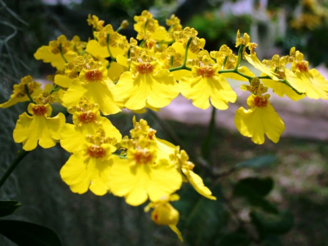 Orquídea