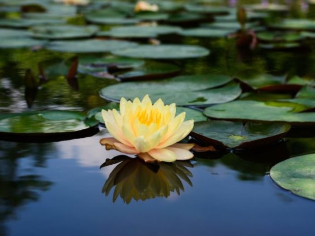 Flor de Lótus