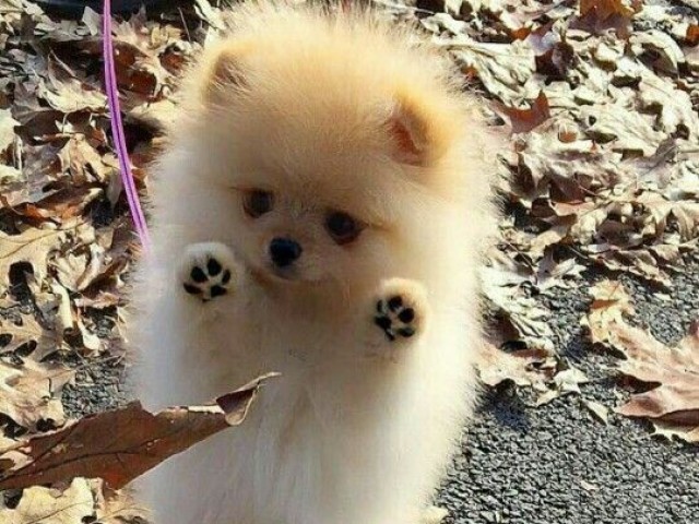Qual é a raça do seu cachorro filhote?