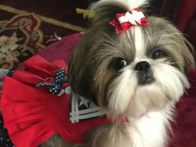 Shi tzu