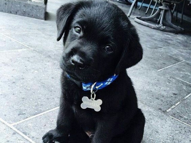 Labrador