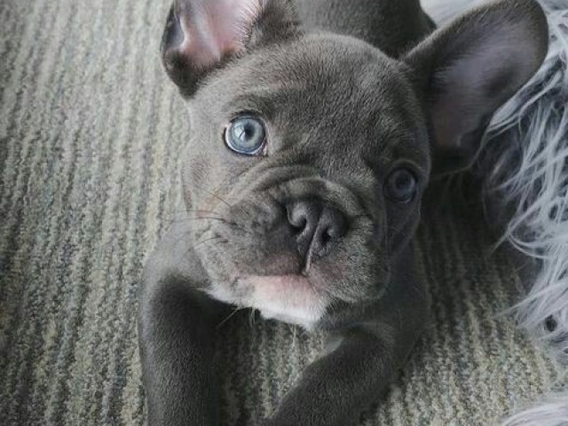 Bulldog