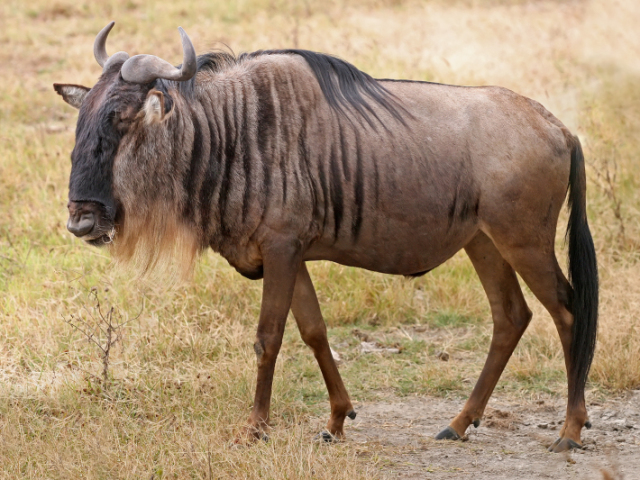 Gnu de cauda preta