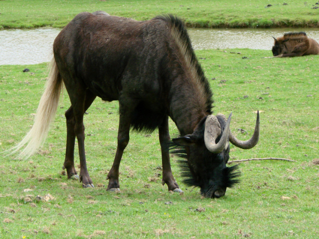 Gnu de cauda branca