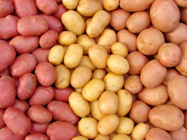 Qual tipo de batata é o seu?