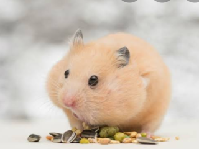 hamster