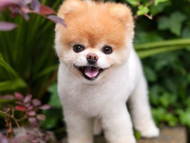 Lulu da pomerânea