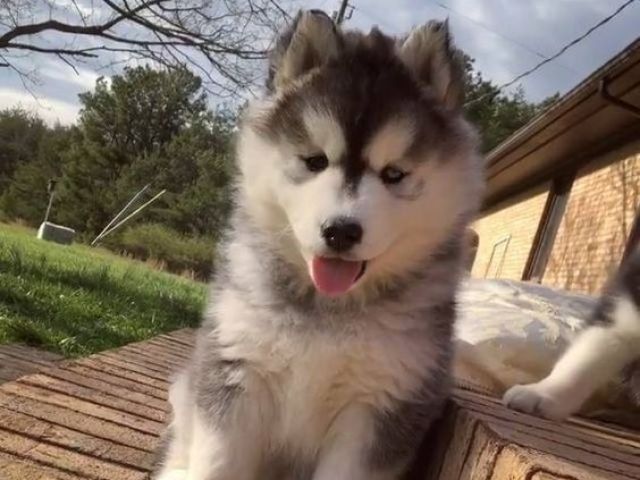 Hasky siberiano