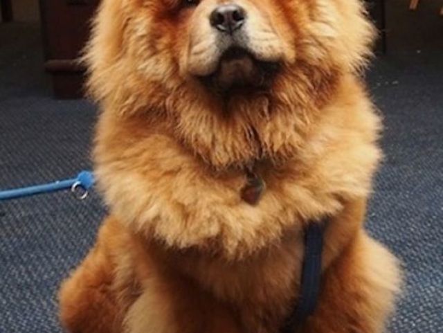 Chow Chow