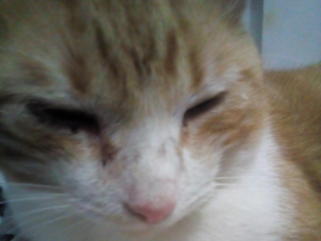 Gato