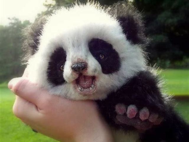 Pandaaaaaaaa!