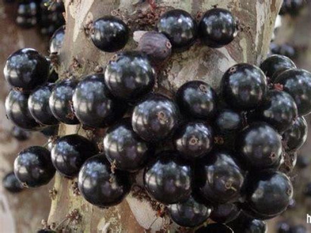 Jabuticaba