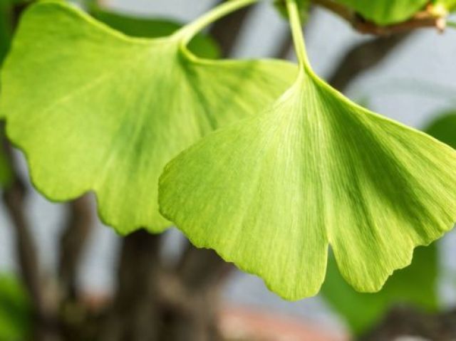 Ginkgo