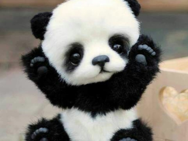 Apostamos corrida até lá
(Não achei foto kk,pra poder continuar morra de amores com esse pandinha kk)