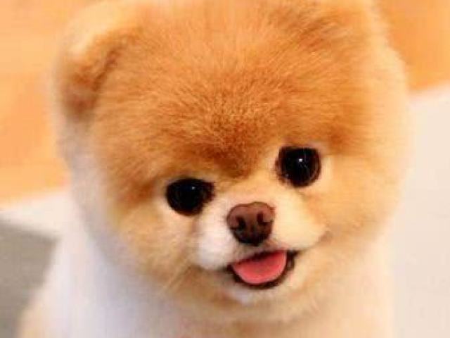 Miojo