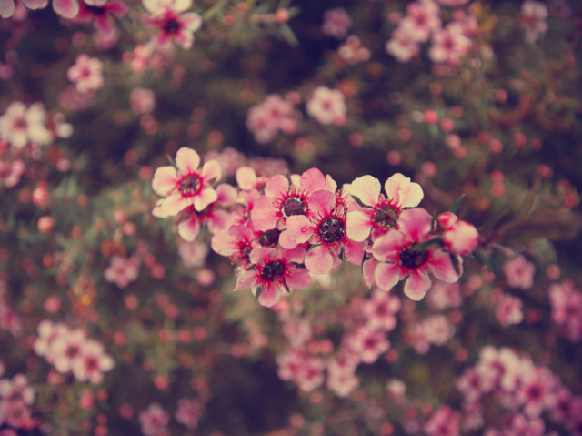 Primavera