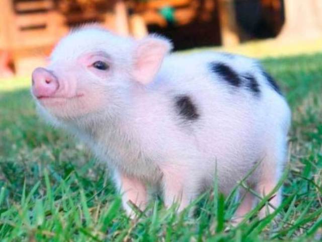 mini pig