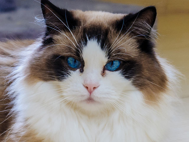 ragdoll