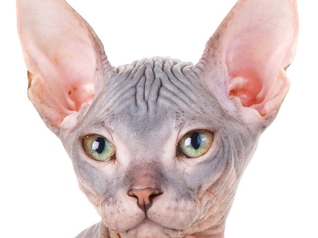 sphynx