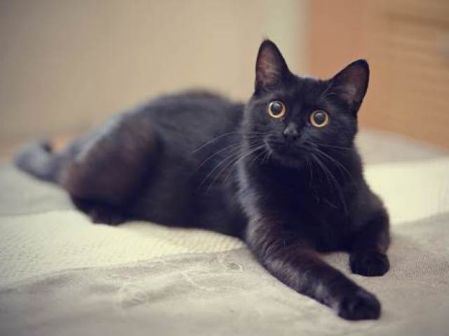 Gato preto