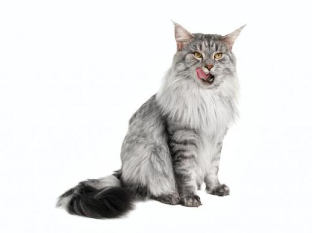 maine coon