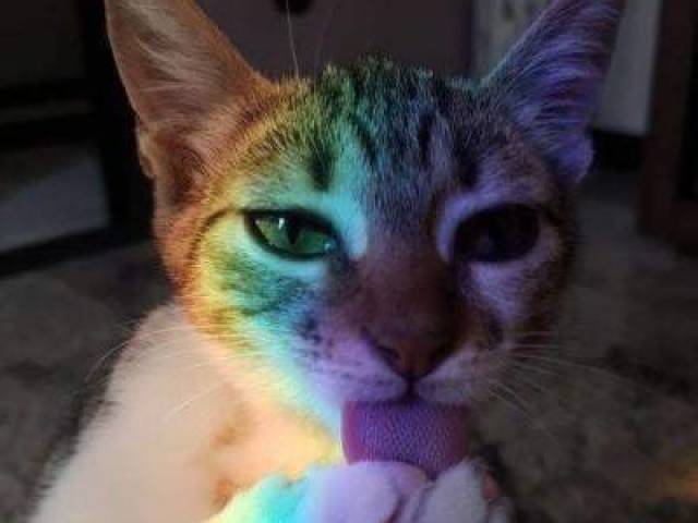 Gato🐱